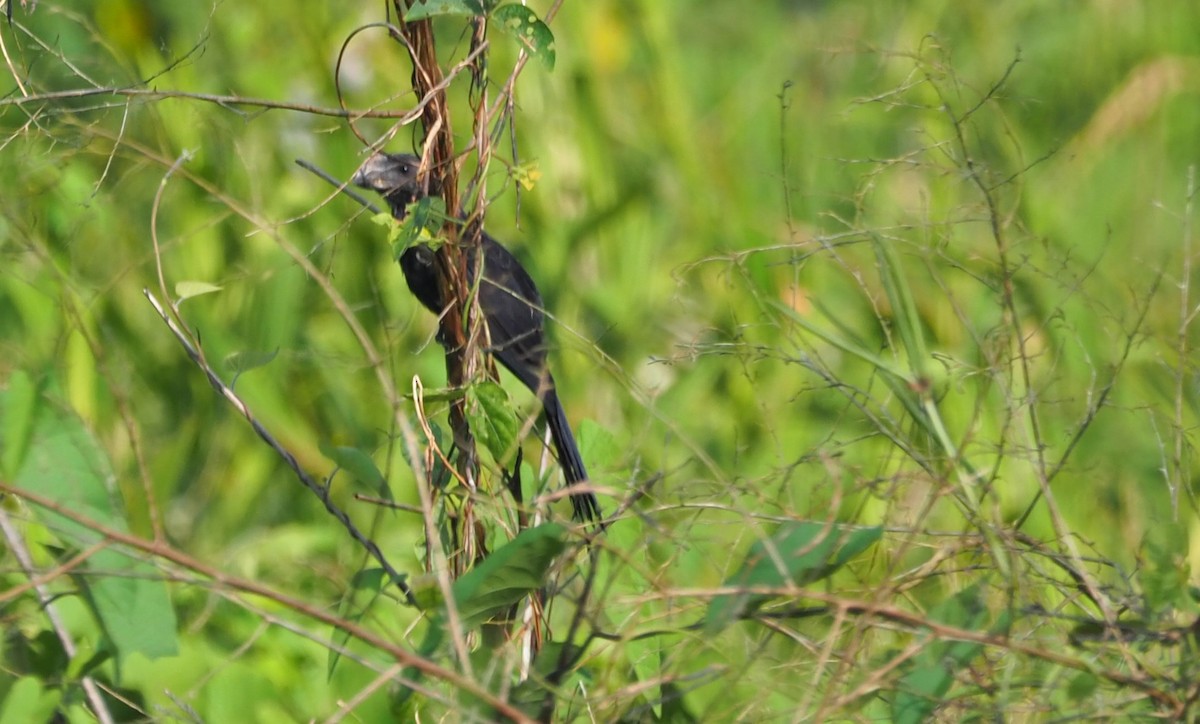 Smooth-billed Ani - ML639667756
