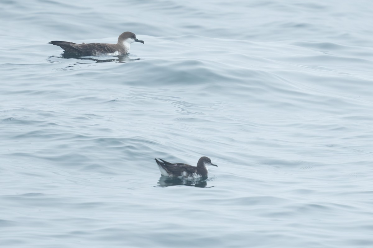 Manx Shearwater - ML639667764