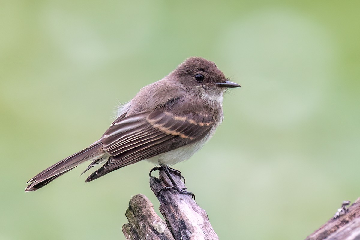 Eastern Phoebe - ML639667810