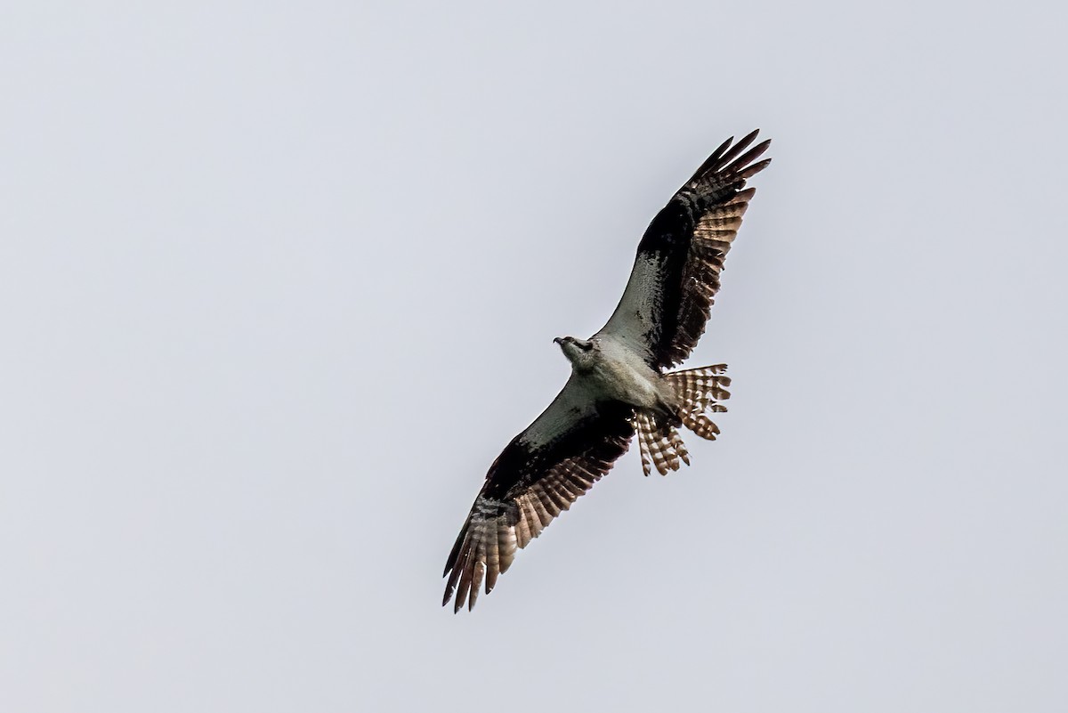 Osprey - ML639667824