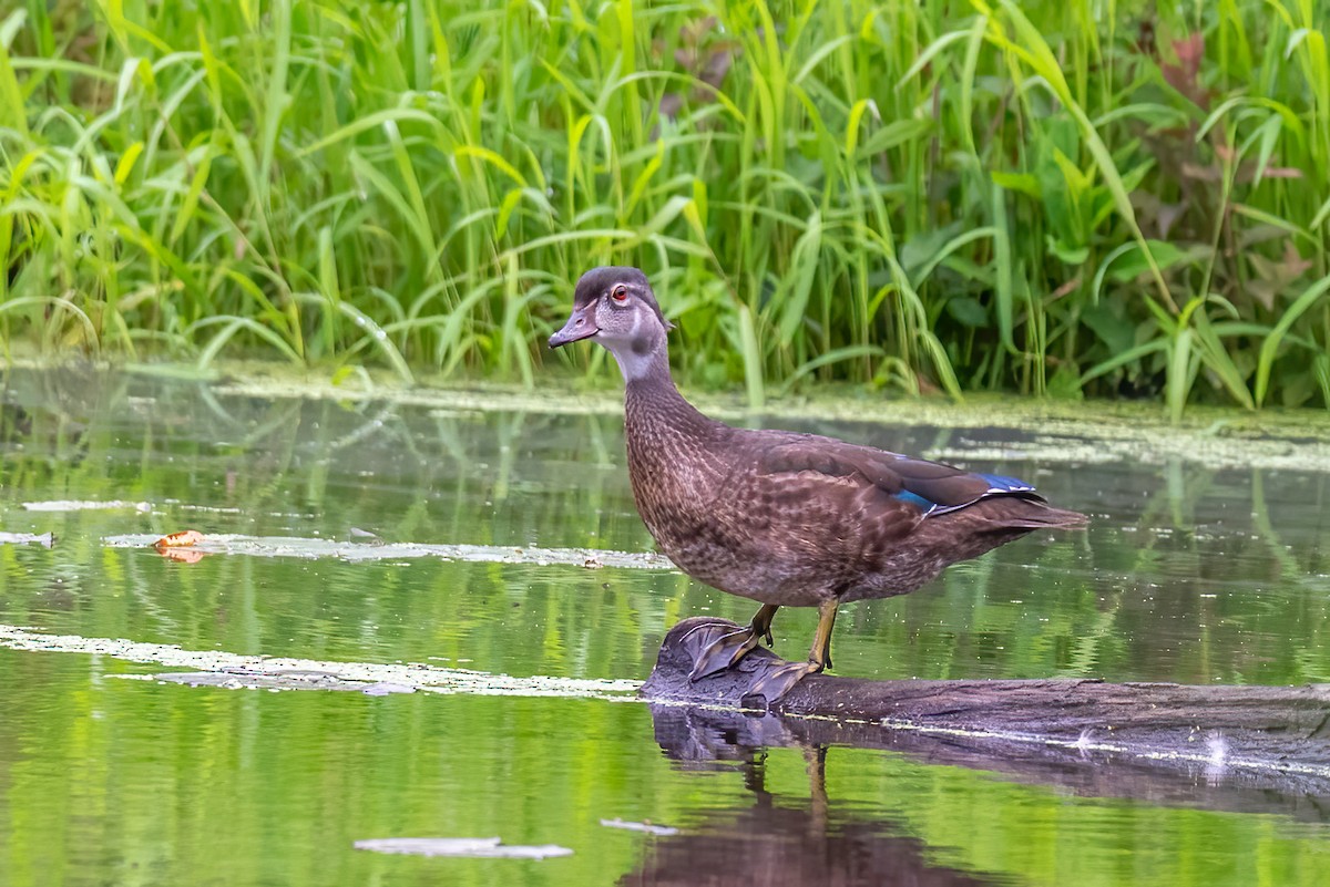 Wood Duck - ML639667841