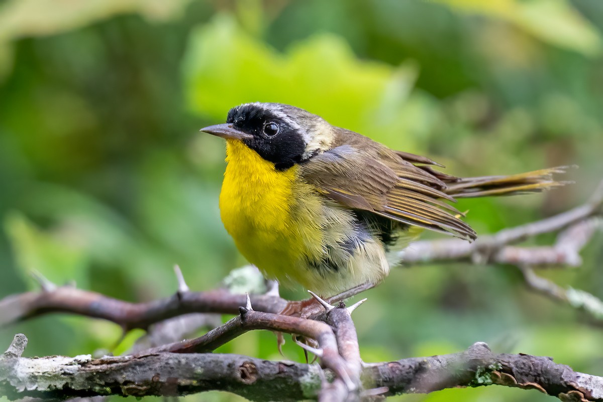 Common Yellowthroat - ML639667853