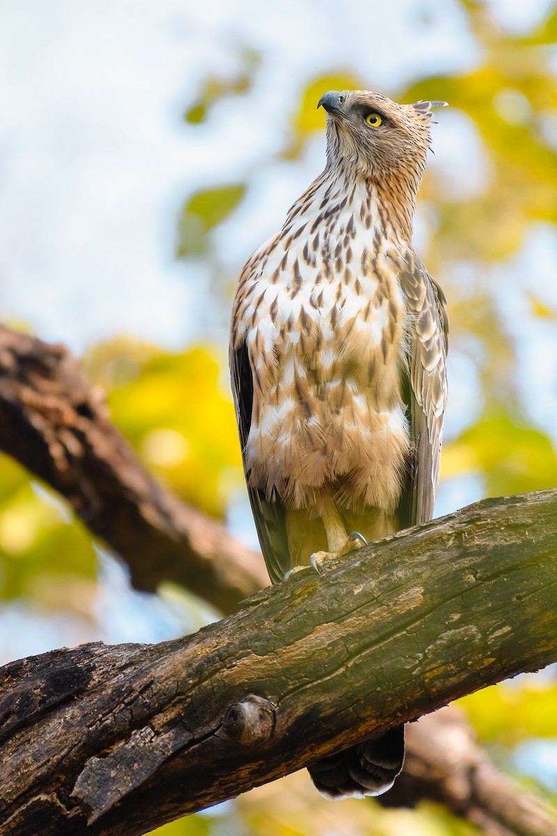 Değişken Atmaca Kartalı - ML639667951