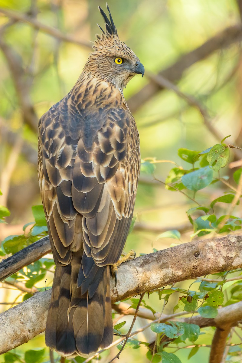 Değişken Atmaca Kartalı - ML639667952