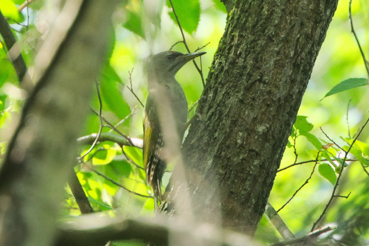 Gray-headed Woodpecker - ML639667970