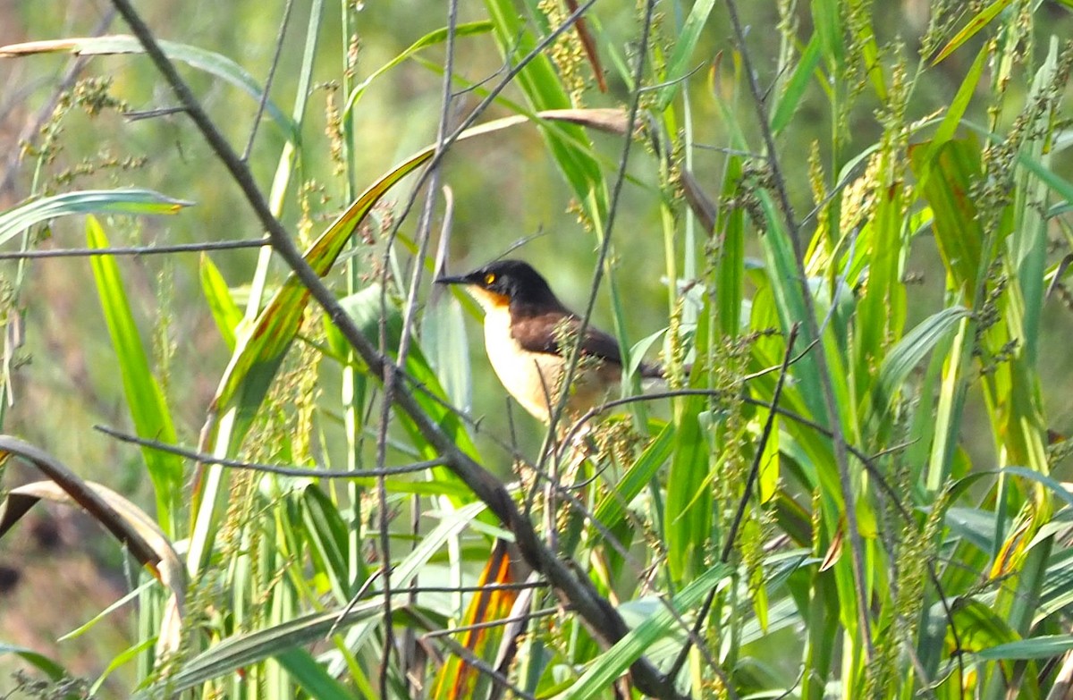 Black-capped Donacobius - ML639667977