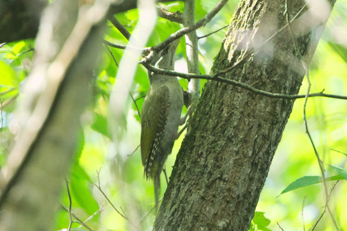 Gray-headed Woodpecker - ML639667978