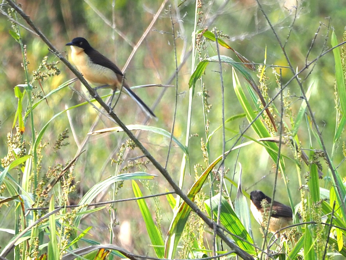 Black-capped Donacobius - ML639667984