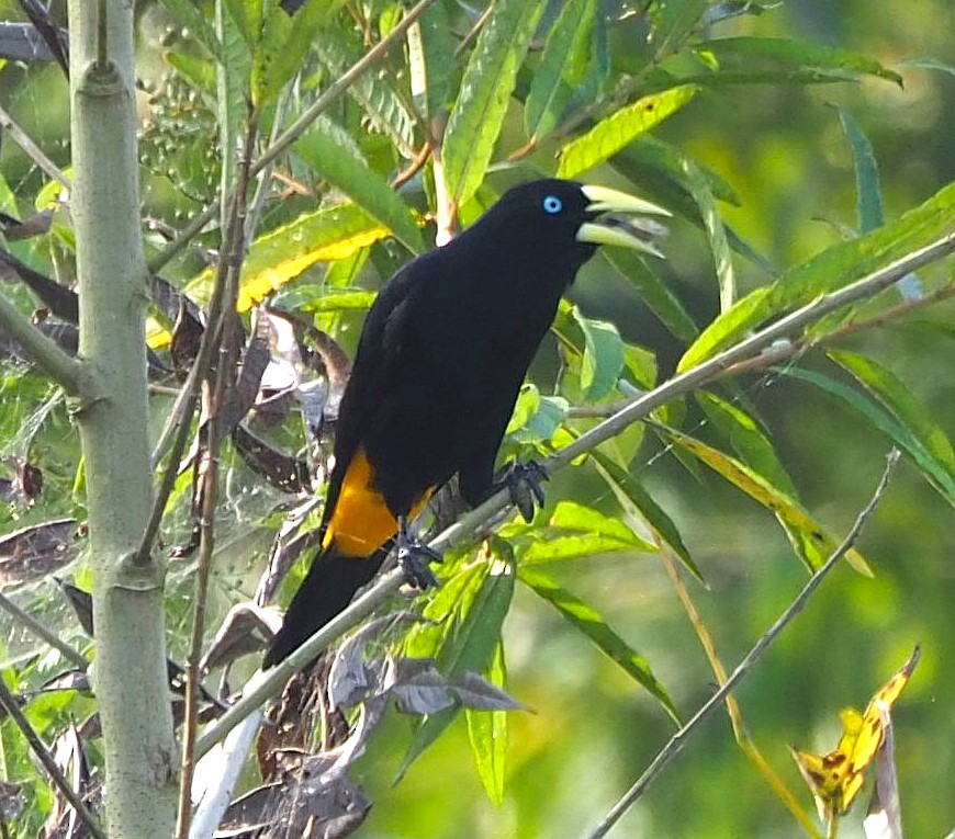 Yellow-rumped Cacique - ML639668009
