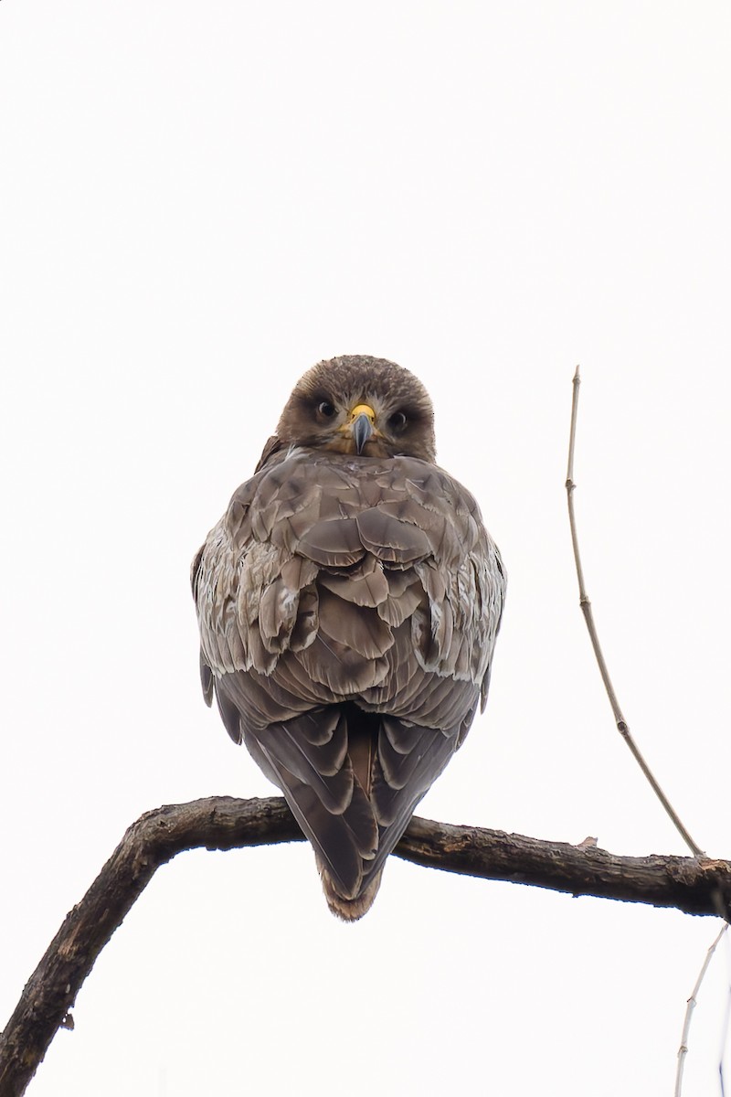 Ak Gözlü Tesa - ML639668079