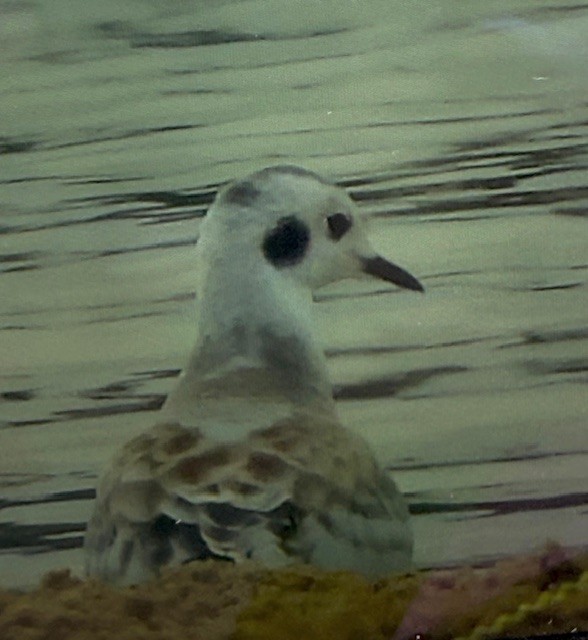 Bonaparte's Gull - ML639668102