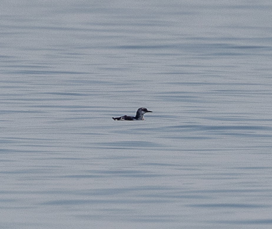 Black Guillemot - ML639668133