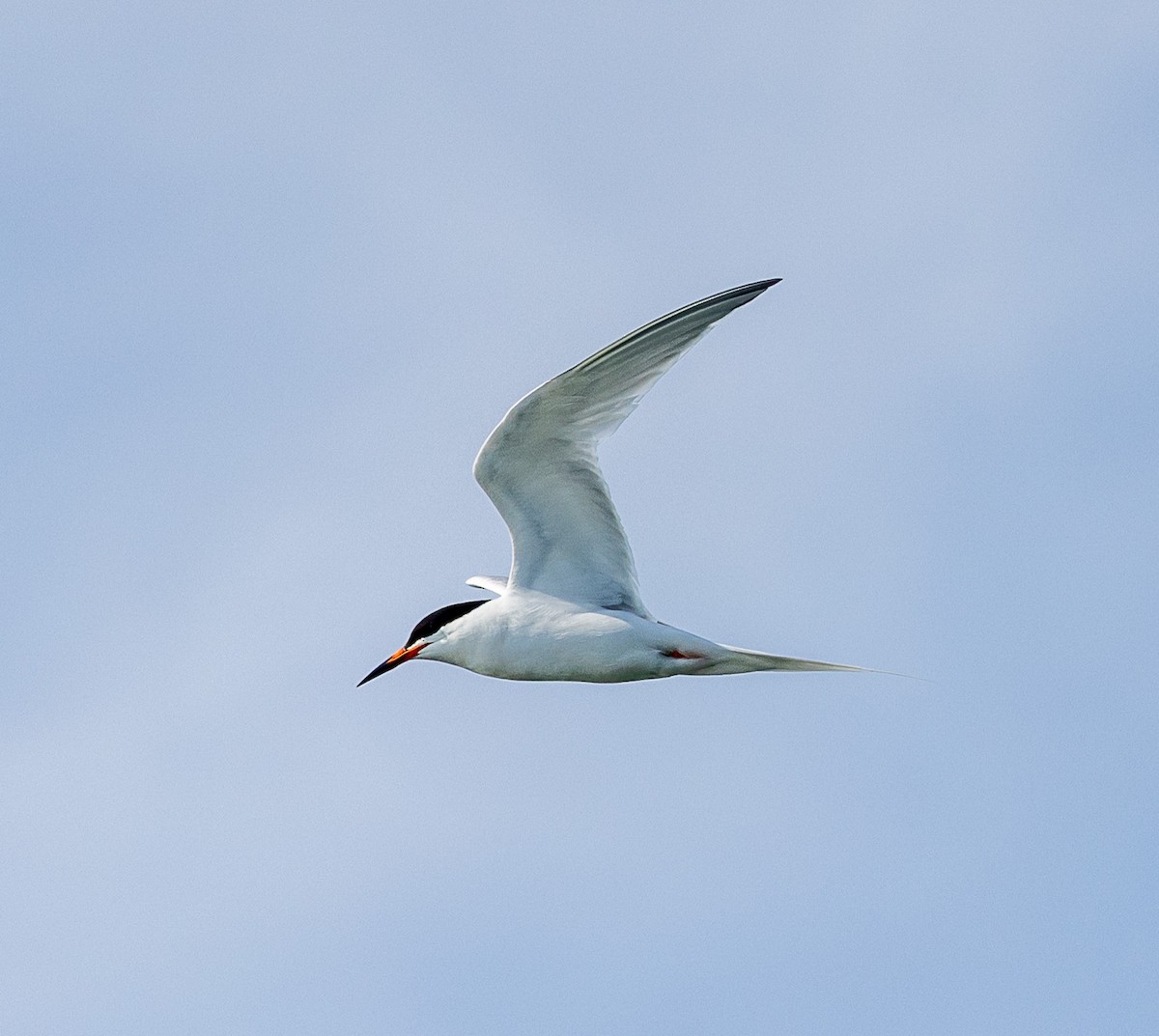 Roseate Tern - ML639668136