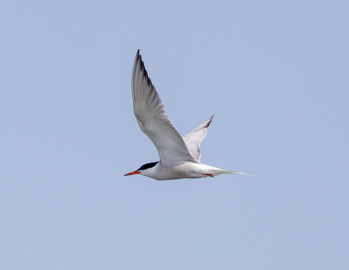 Common Tern - ML639668137