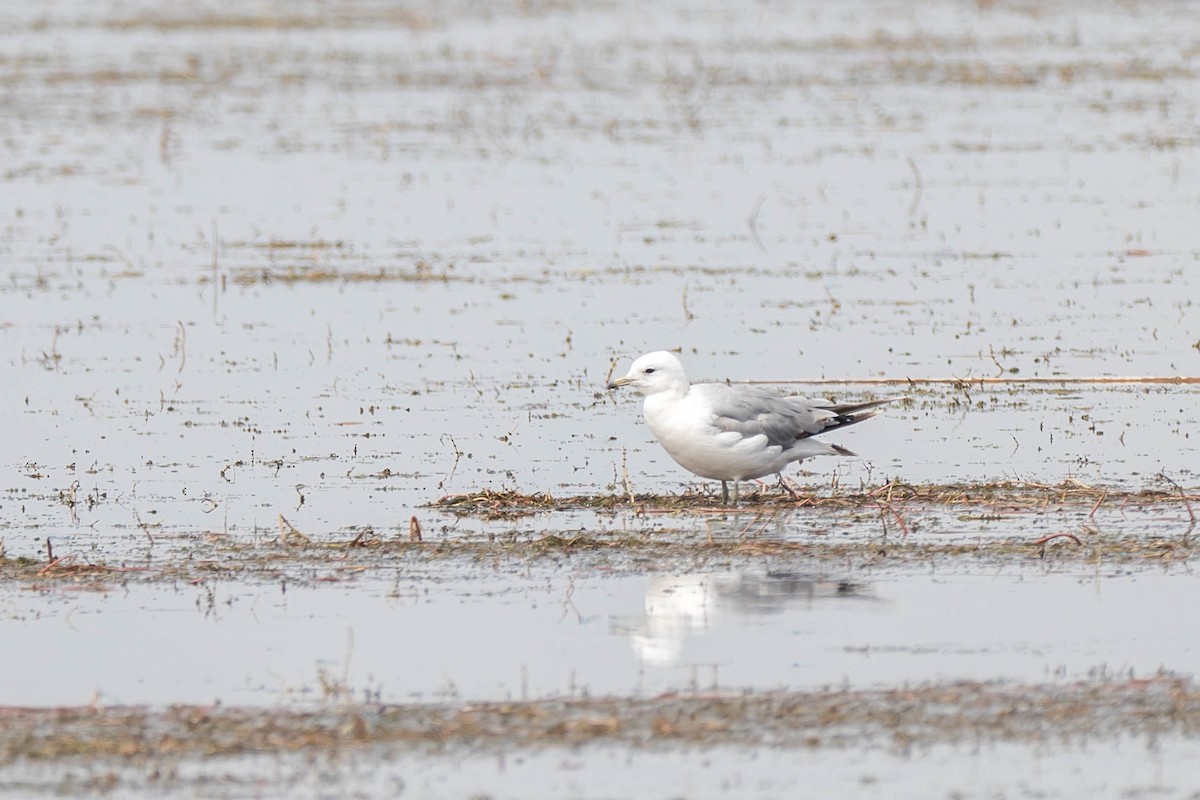Common Gull (Russian) - ML639668251