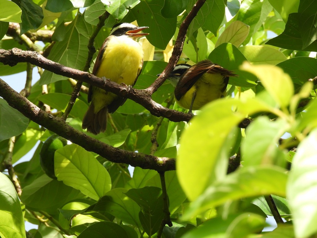 Social Flycatcher - ML639668298