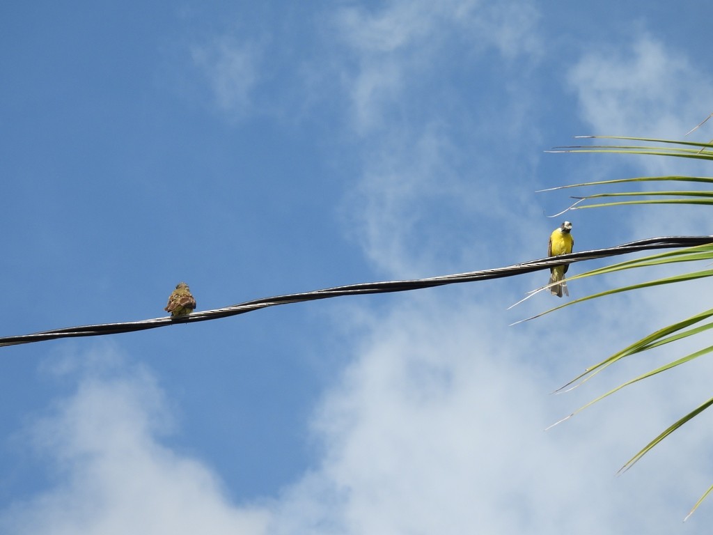 Social Flycatcher - ML639668305