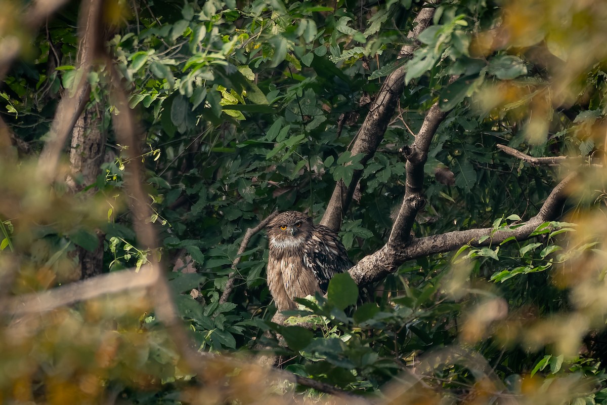 Balık Baykuşu - ML639668308