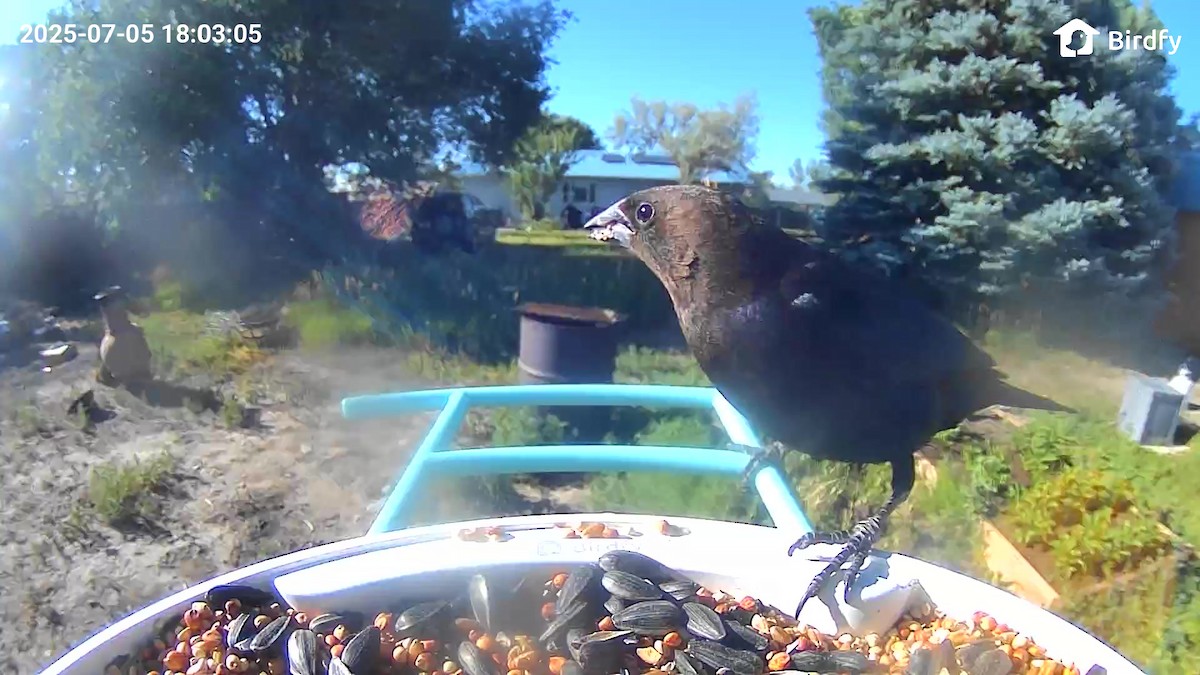 vlhovec hnědohlavý - ML639668312