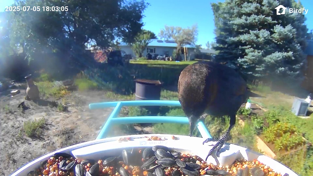 vlhovec hnědohlavý - ML639668313