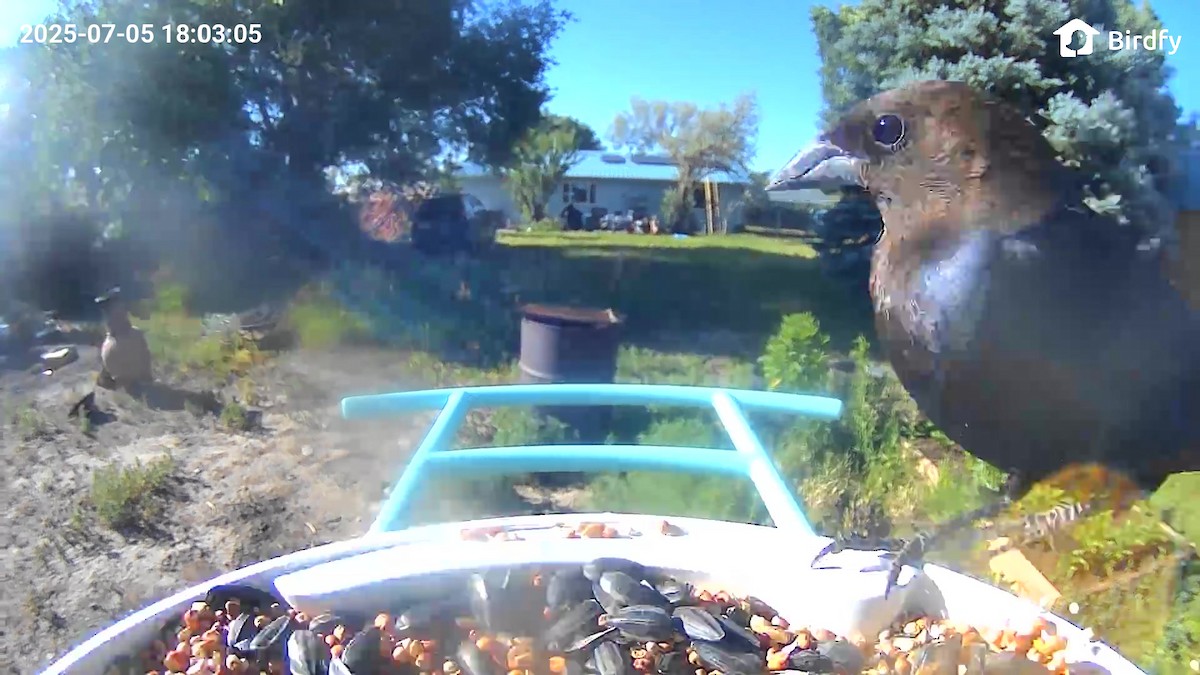 vlhovec hnědohlavý - ML639668314