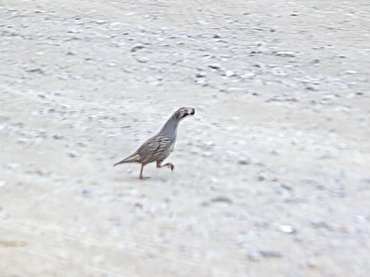 California Quail - ML639668332