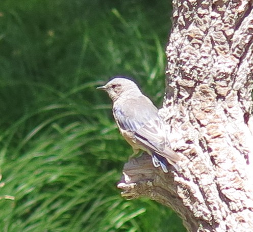 Western Bluebird - ML639668425