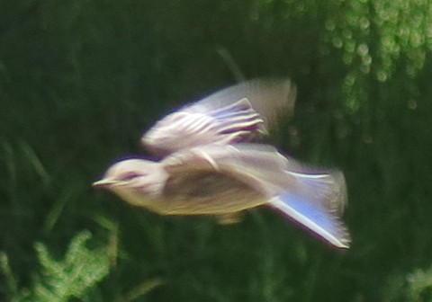 Western Bluebird - ML639668426
