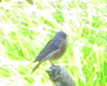 Western Bluebird - ML639668427