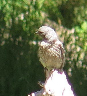 Western Bluebird - ML639668428