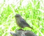 Western Bluebird - ML639668429
