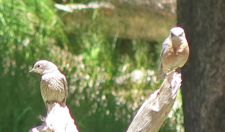 Western Bluebird - ML639668430