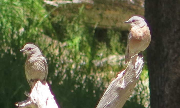 Western Bluebird - ML639668431