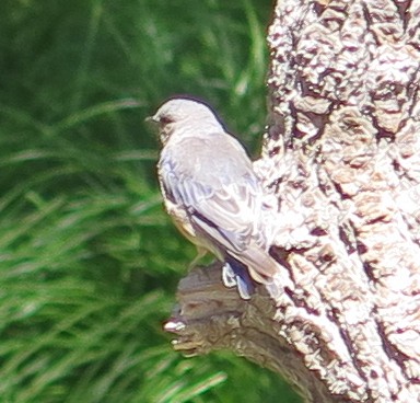 Western Bluebird - ML639668432
