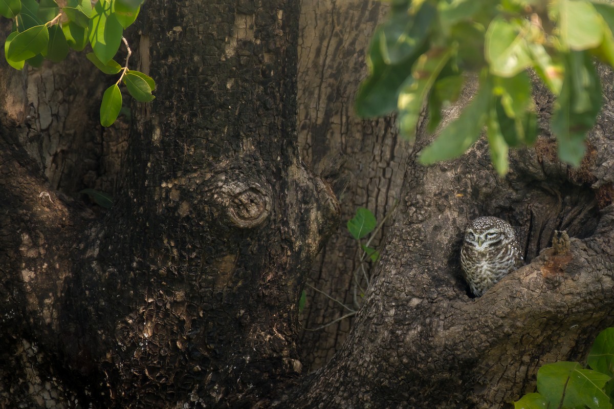 Hint Kukumavı - ML639668434