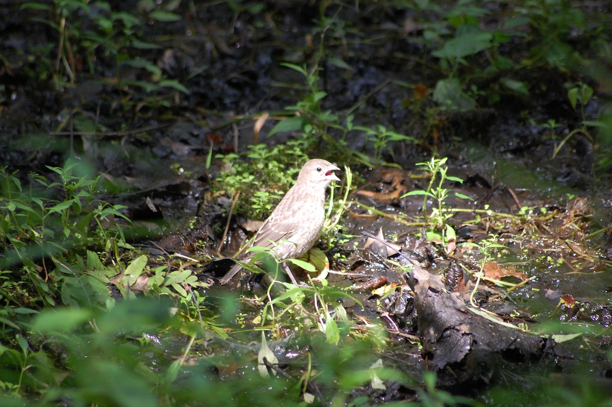 brunhodetrupial - ML639668459