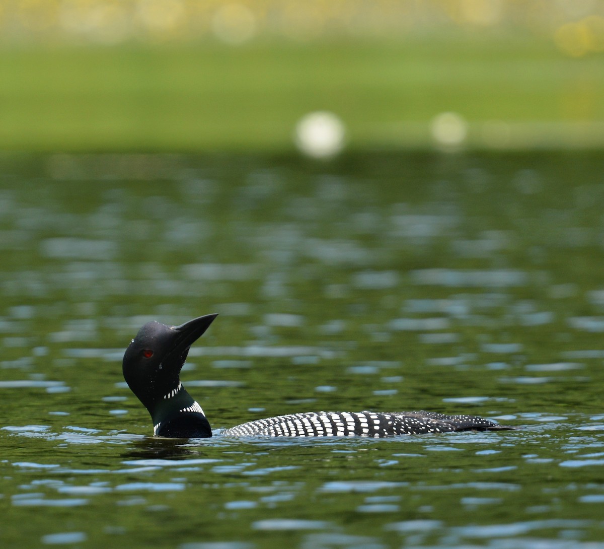 Plongeon huard - ML639668466