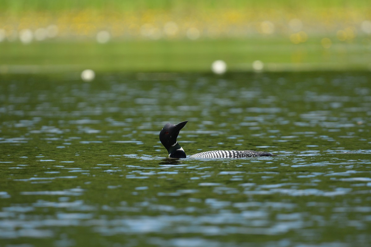 Plongeon huard - ML639668467