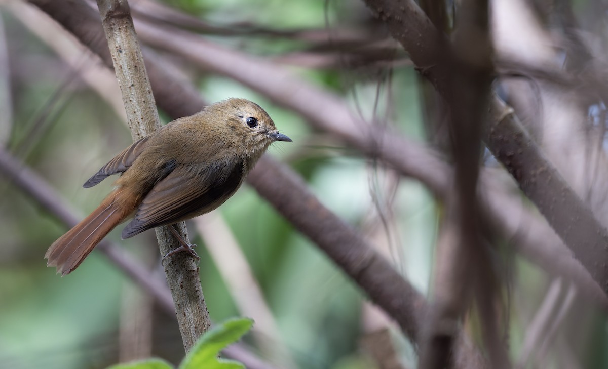 Slaty-blue Flycatcher - ML639668499