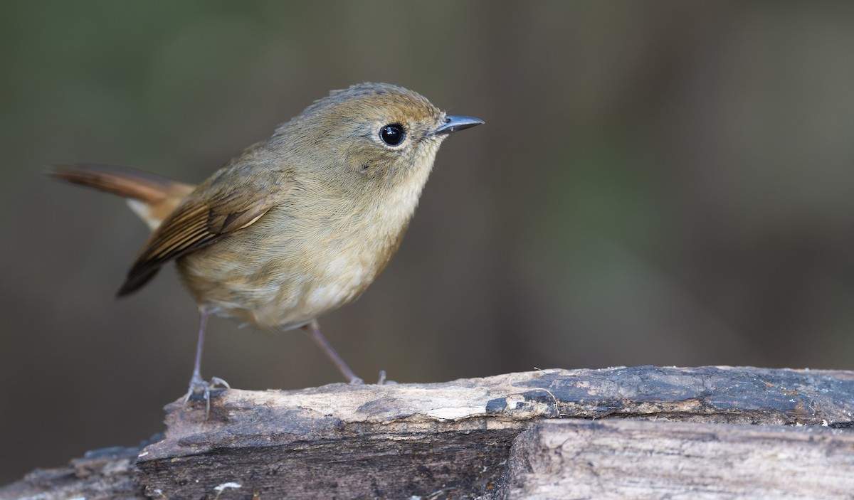 Slaty-blue Flycatcher - ML639668500