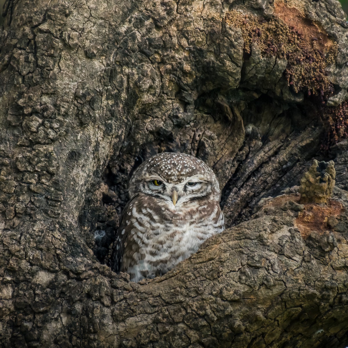 Hint Kukumavı - ML639668504