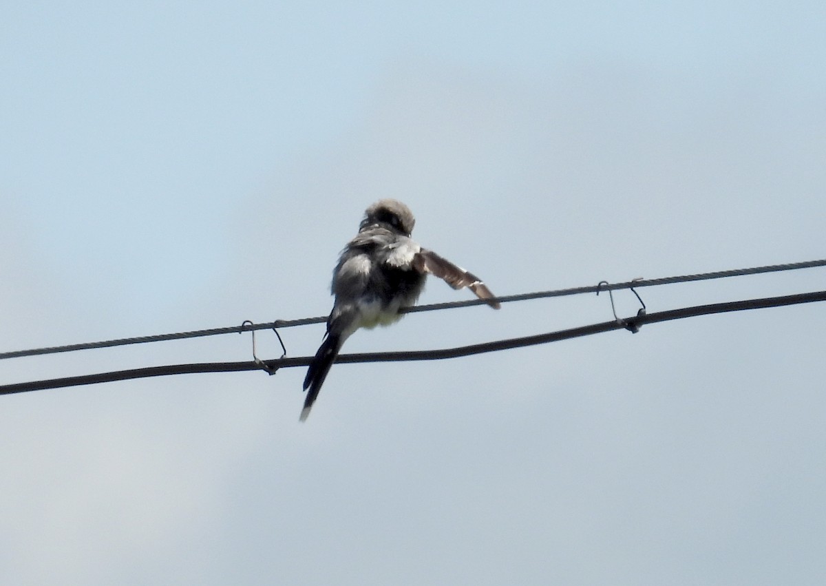 Giant Shrike - ML639668537