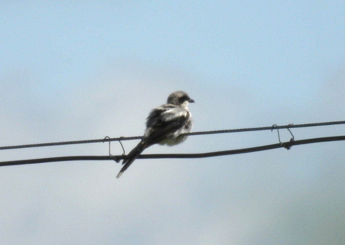 Giant Shrike - ML639668538