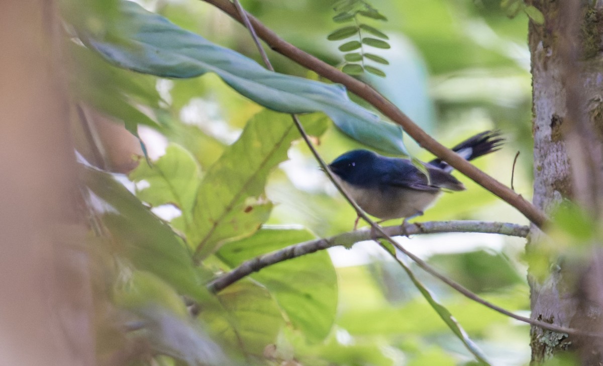 Slaty-blue Flycatcher - ML639668543