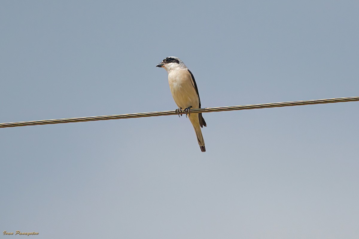Lesser Gray Shrike - ML639668579
