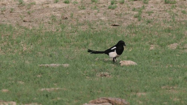 Black-billed Magpie - ML639668586