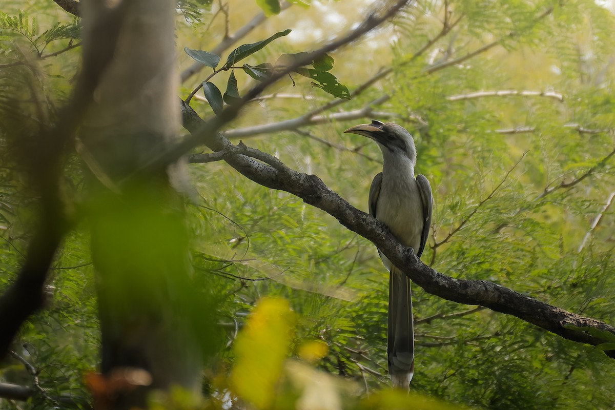 Hint Gri Boynuzgagası - ML639668643