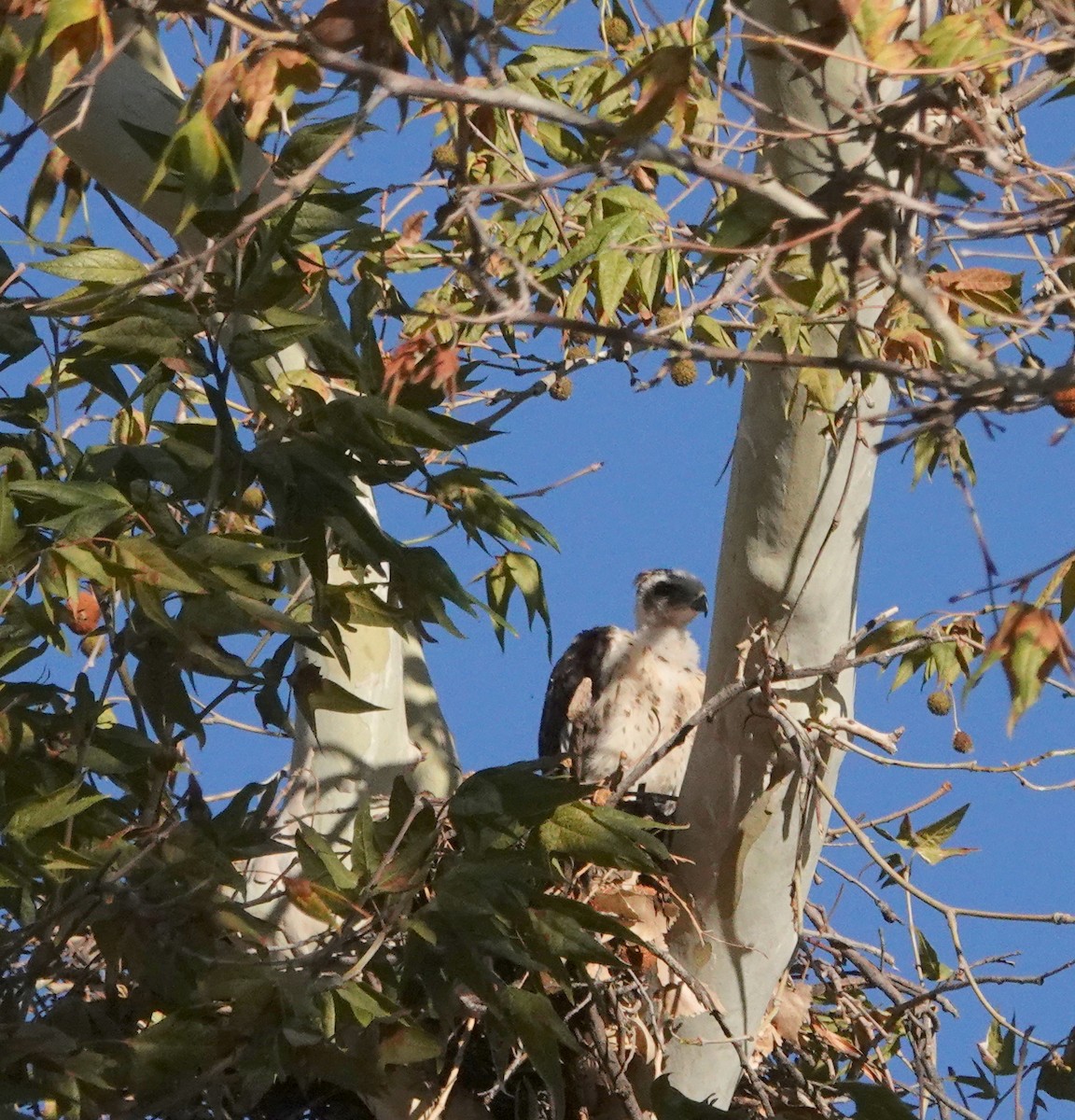 Gray Hawk - ML639668652