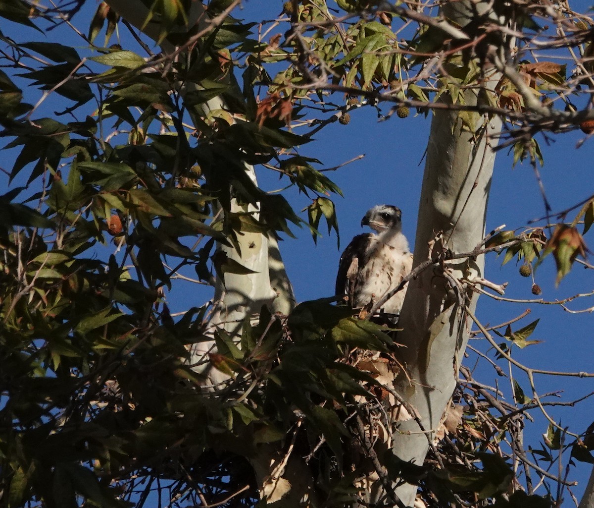 Gray Hawk - ML639668653