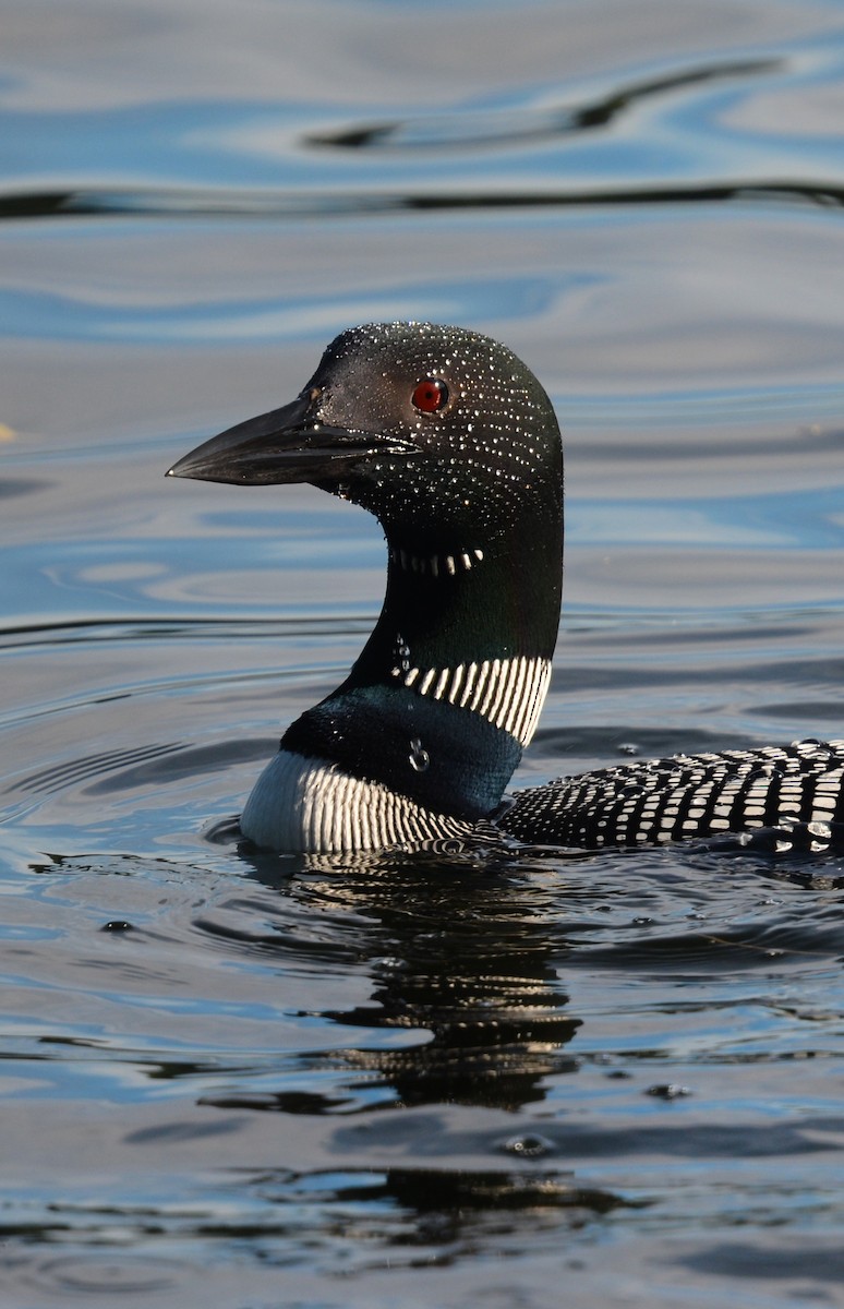 Plongeon huard - ML639668678